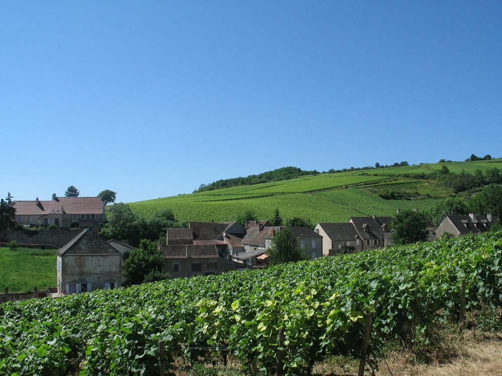 burgundy vineyard