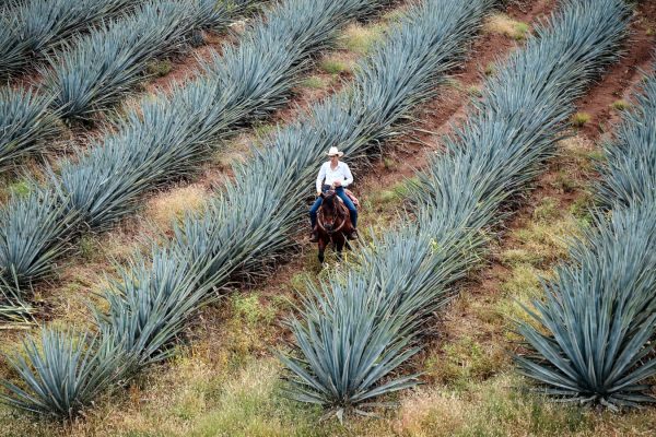 tequila farm